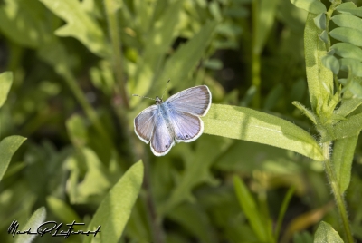 Spring Azure Butterfly Spring 2023